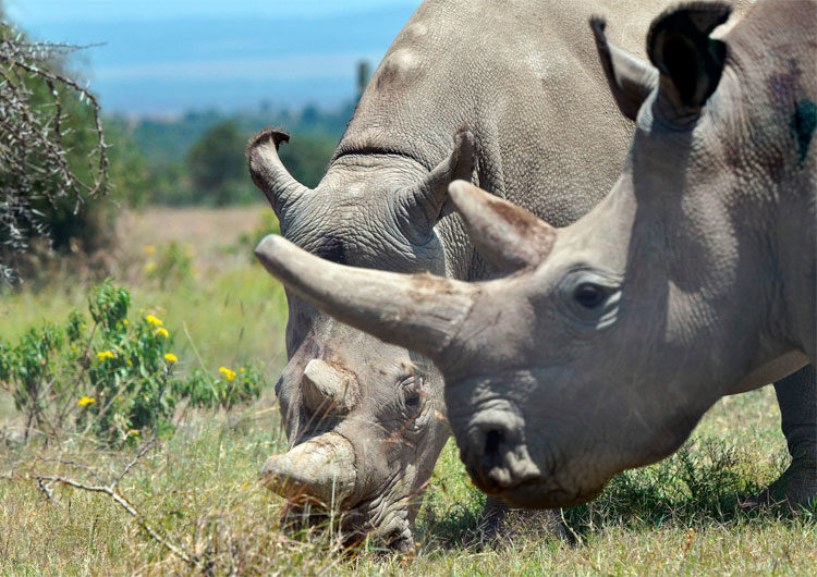 Incautan 63 kg de cuernos de rinoceronte