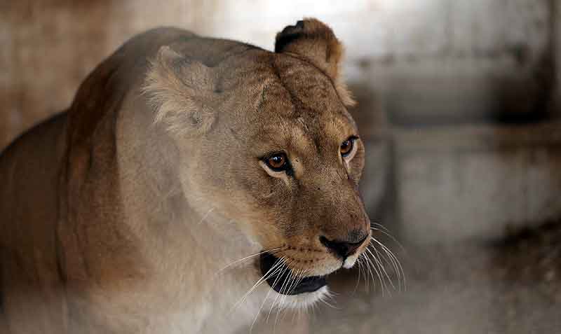 Una leona muere por covid-19 en zoológico de India