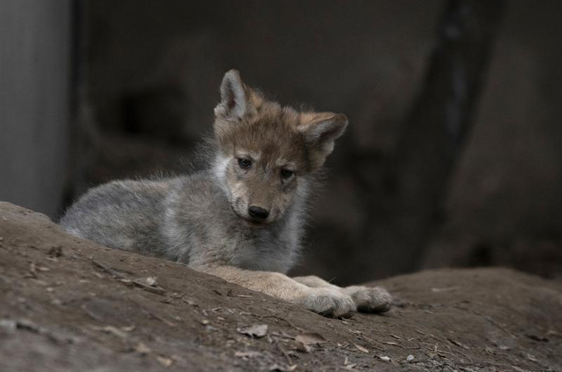 Camada de lobos en México; esperanza para evitar extinción