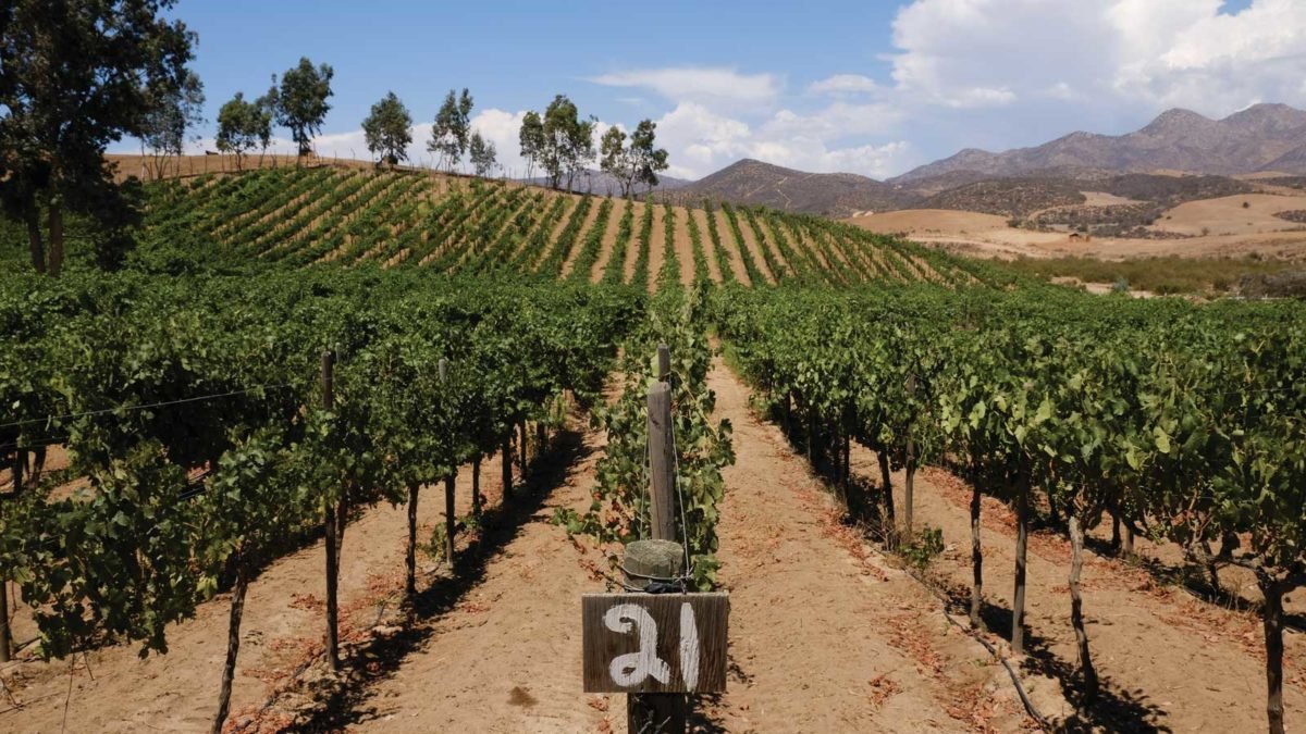 Marina del Pilar elimina impuesto al vino en Baja California