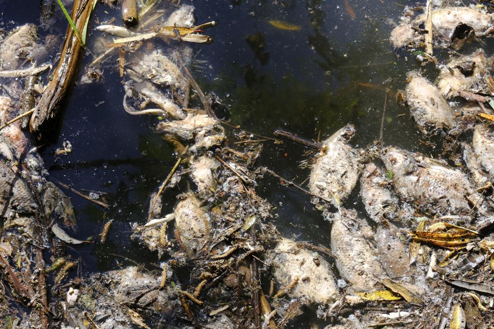 Contaminación de presa pone en riesgo a pescadores en México