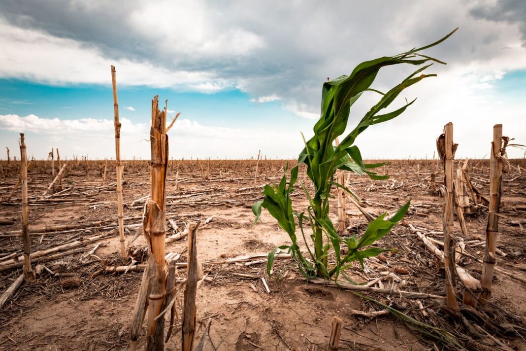 Continúa la sequía en México, cerca del 40% del país la padece