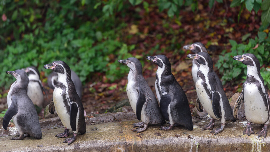 Decenas de pingüinos mueren en un zoo británico por un brote de malaria aviar