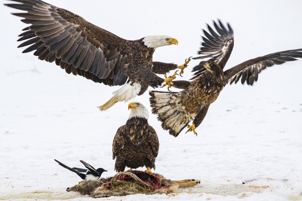 EEUU: Casi 50% de águilas calvas están envenenadas con plomo