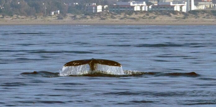 Continúa el avistamiento de ballenas en la Bahía de Todos Santos de Ensenada: SECTURE 